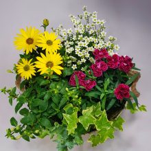 Anya virágoskertje - virágzó összeültetés fémtálban