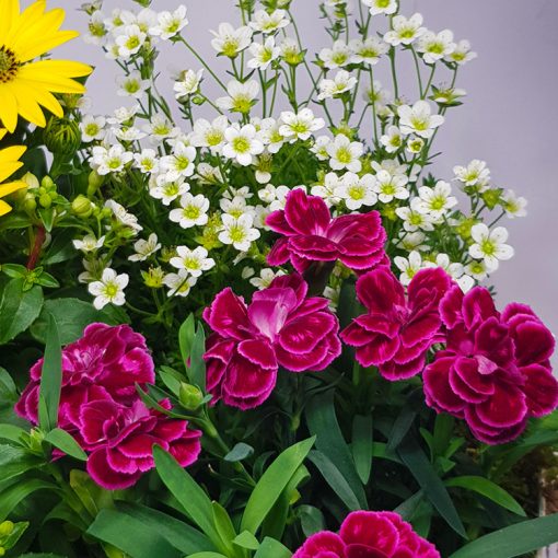 Anya virágoskertje - virágzó összeültetés fémtálban