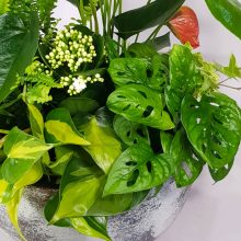 Asztali oázis - exkluzív növényösszeültetés