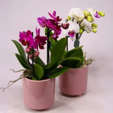 Mini orchidea talpas kaspóban