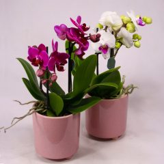 Mini orchidea talpas kaspóban