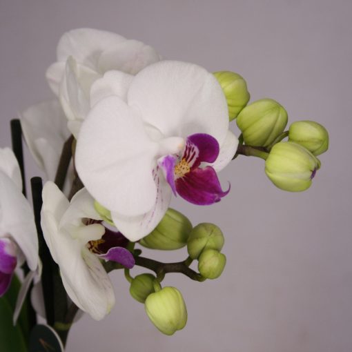 Mini orchidea talpas kaspóban