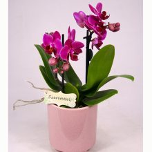 Mini orchidea talpas kaspóban