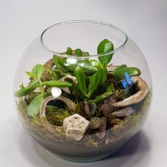 Pozsgások üveggömbben