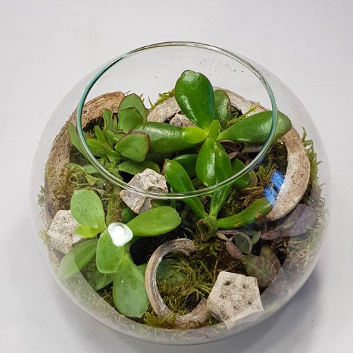 Pozsgások üveggömbben