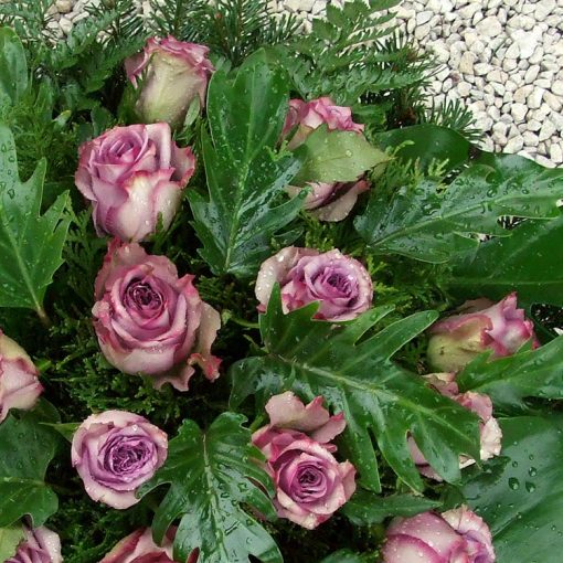 Temetési koszorú lila rózsákkal és különleges levelekkel