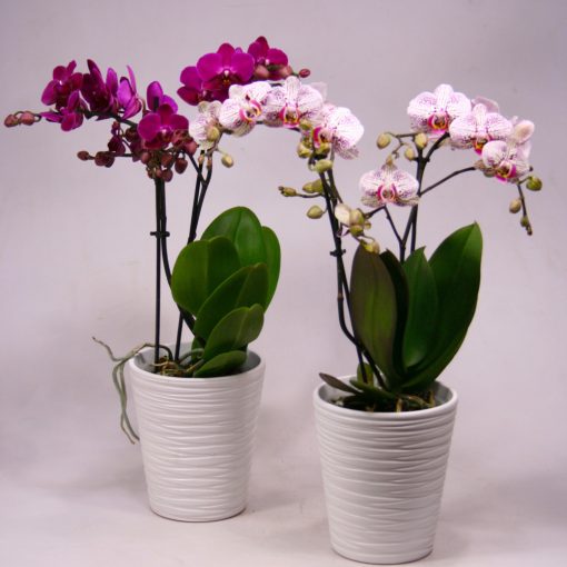 Midi orchidea kerámia kaspóban