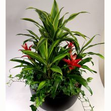 Óriás növényösszeültetés 