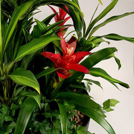 Óriás növényösszeültetés 