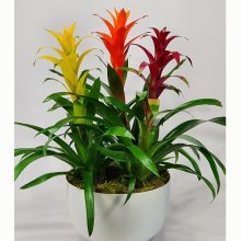 Ragyogó bromeliák összeültetés