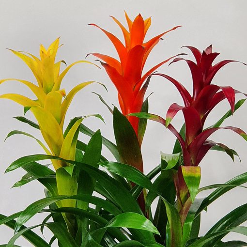 Ragyogó bromeliák összeültetés